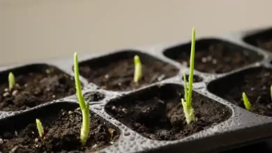 آموزش کاشت زعفران در باغچه منزل