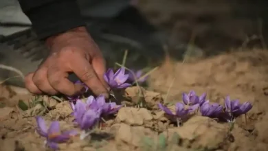 اولین آبیاری زعفران بعد از کاشت