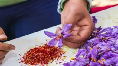 بعد از برداشت گل زعفران چه باید کرد