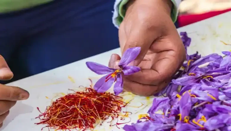 بعد از برداشت گل زعفران چه باید کرد