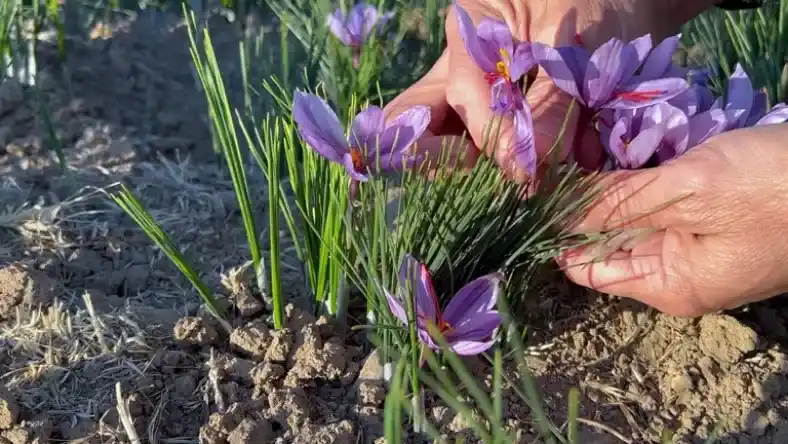 بهترین زمان برای هرس پیاز زعفران