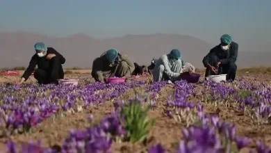 بهترین زمان برداشت زعفران