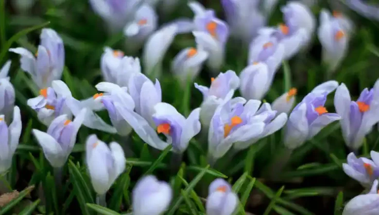 بهترین زمان سمپاشی زعفران