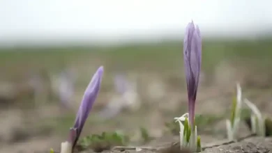 بهترین کود برای درشت شدن پیاز زعفران