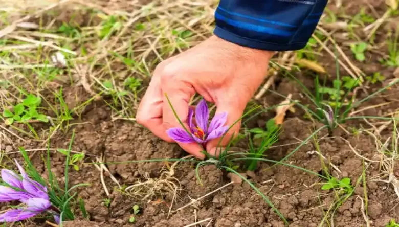 بهترین کود برای زعفران
