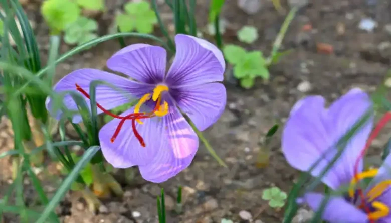 بهترین کود شیمیایی برای زعفران