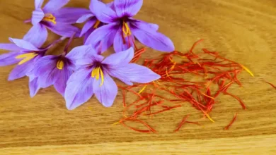 بیشترین برداشت زعفران در هکتار