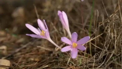 تاثیر نور خورشید بر رشد زعفران