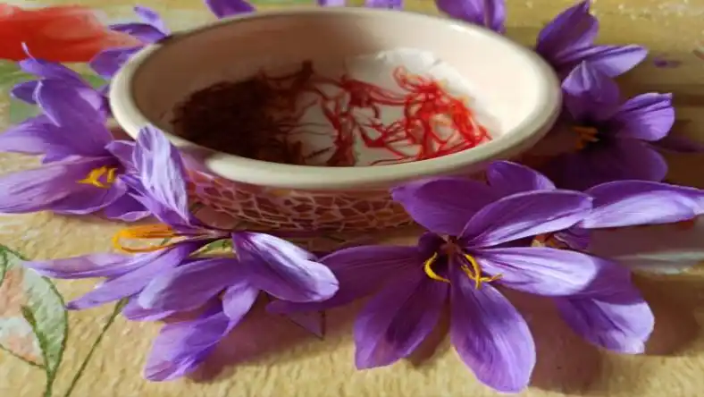 تخم زعفران برای کاشت