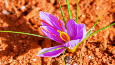 تخم زعفران چگونه است
