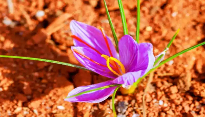 تخم زعفران چگونه است