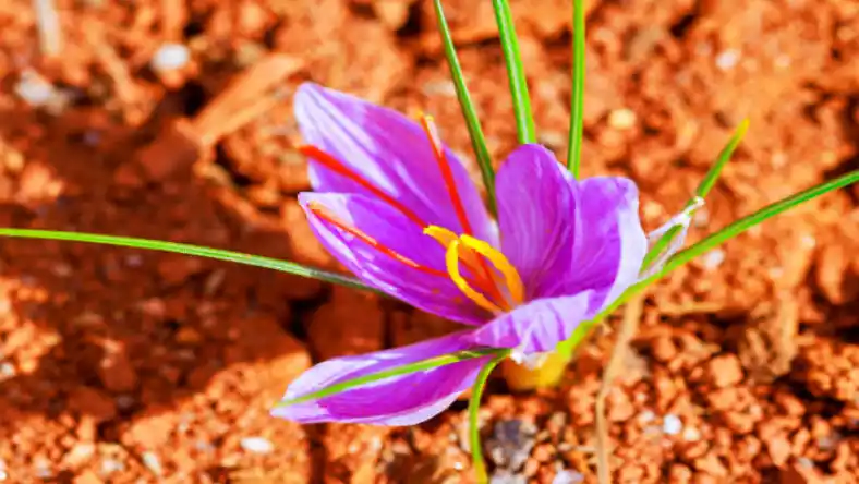تخم زعفران چگونه است
