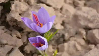 حداقل سرمایه برای صادرات زعفران