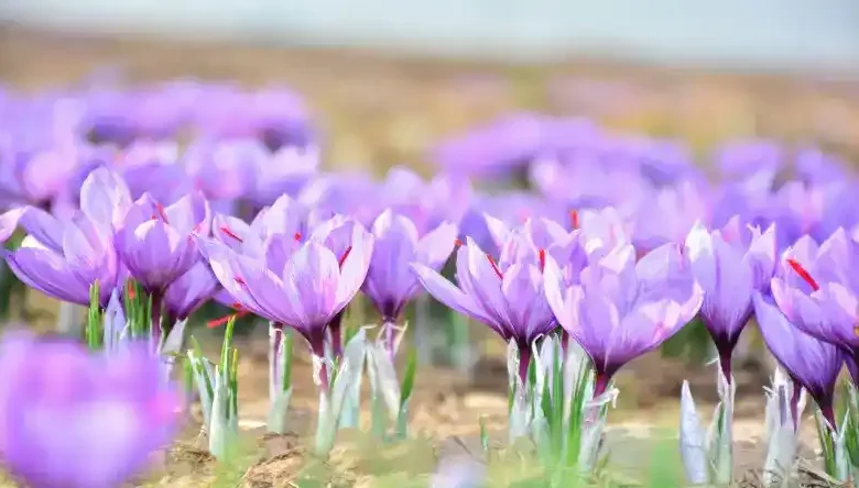 درآمد کشت زعفران گلخانه ای