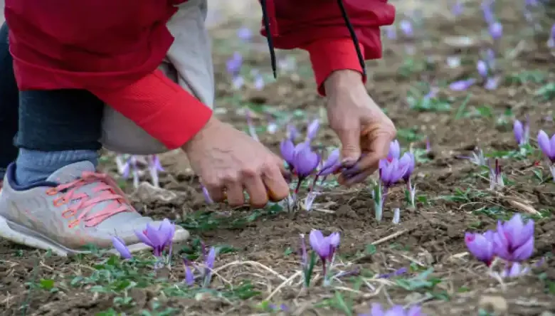 دستگاه کاشت زعفران دستی