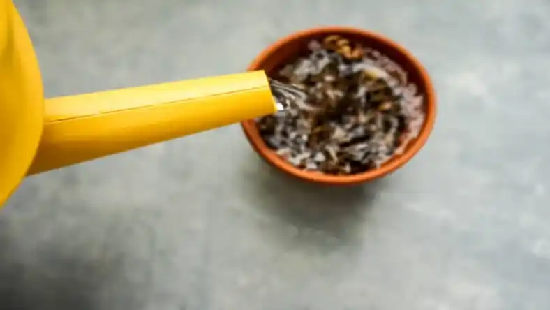 دفعات آبیاری زعفران