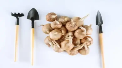 راهنمای نگهداری پیاز زعفران در زمستان