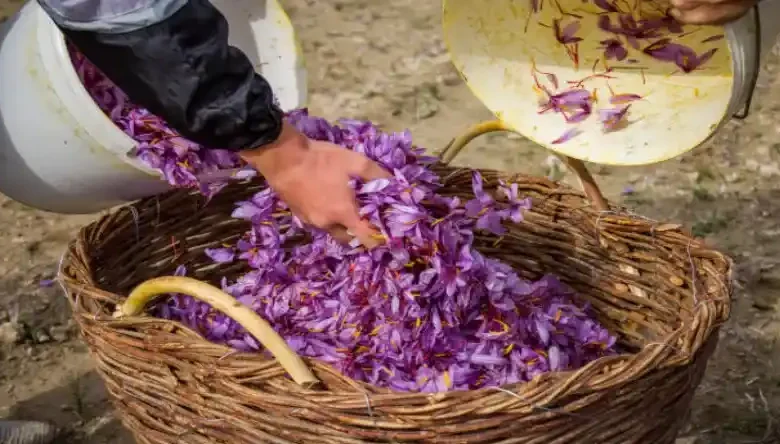 روش آبیاری زعفران در گلدان