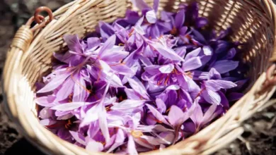 زعفران گلخانه ای در سال چند بار گل میدهد