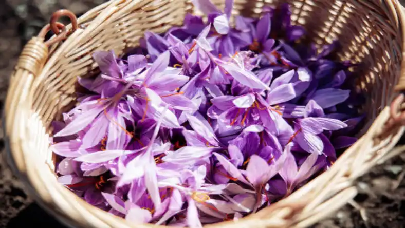 زعفران گلخانه ای در سال چند بار گل میدهد