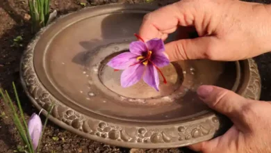 زمان آبیاری زعفران در مشهد