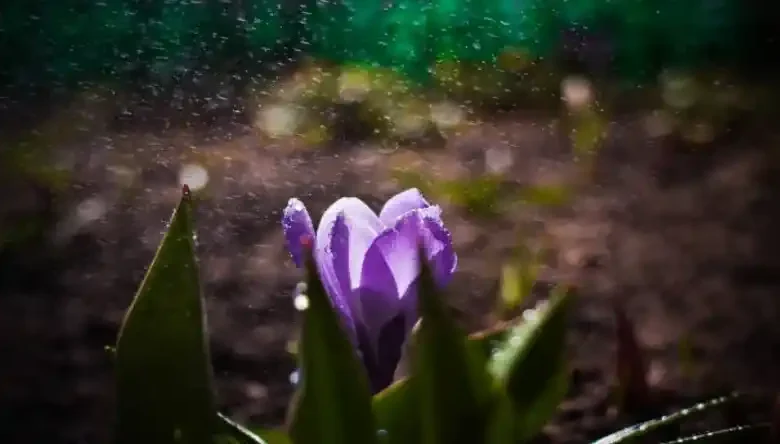 زمان آبیاری زعفران در مناطق سردسیر