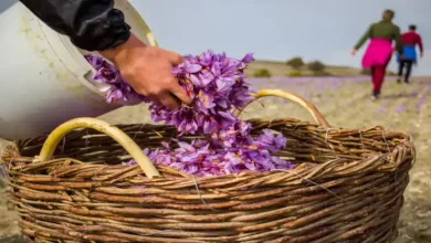 زمان ابیاری زعفران در تبریز
