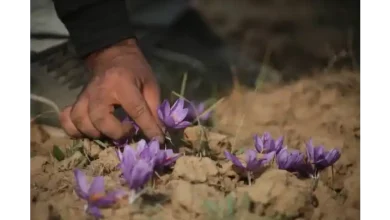 زمان دقیق آبیاری زعفران