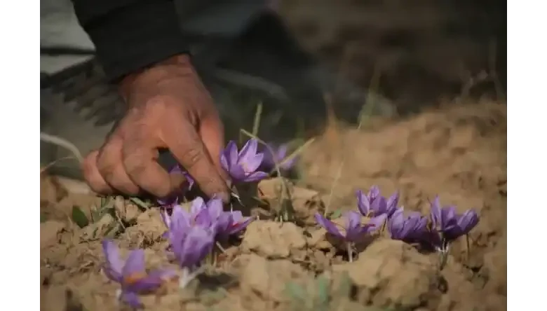 زمان دقیق آبیاری زعفران