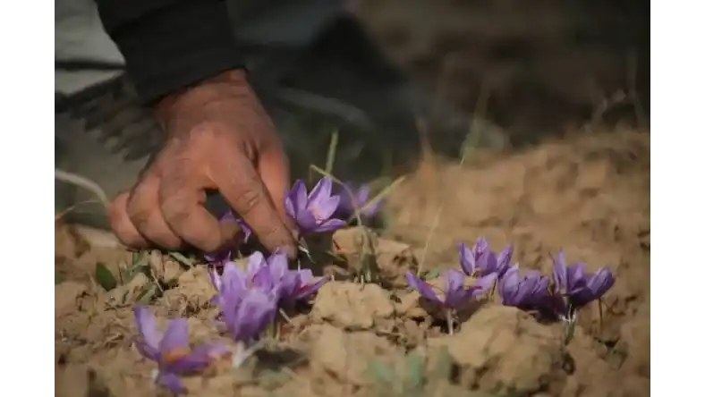 زمان دقیق آبیاری زعفران