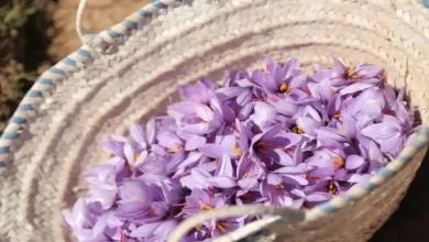 زمان مصرف هیومیک اسید برای زعفران