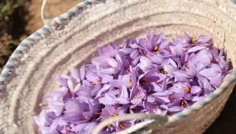 زمان مصرف هیومیک اسید برای زعفران