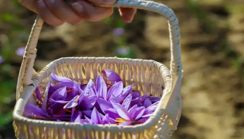 زمان کاشت زعفران در اراک