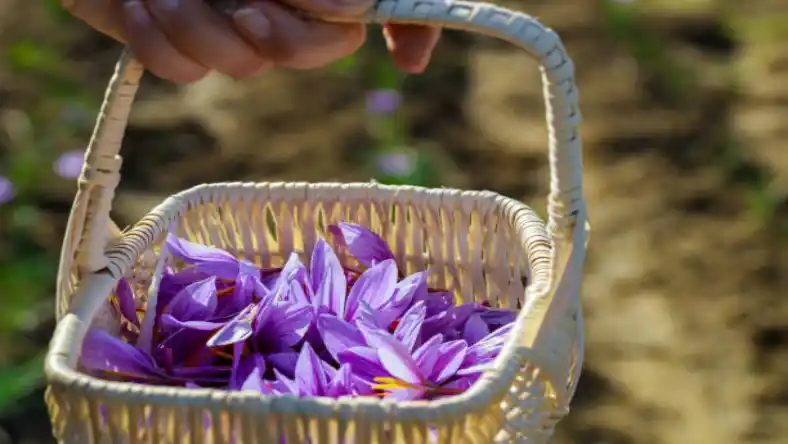 زمان کاشت زعفران در اراک