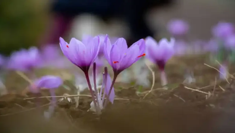 زمان کاشت زعفران در اصفهان