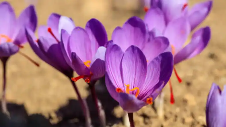 شرایط زمین برای کاشت زعفران