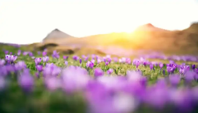 عمق کاشت زعفران