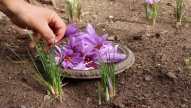 فصل برداشت زعفران در خراسان چه ماهی است