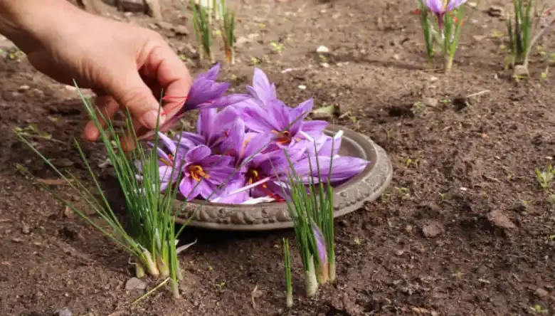 فصل برداشت زعفران در خراسان چه ماهی است