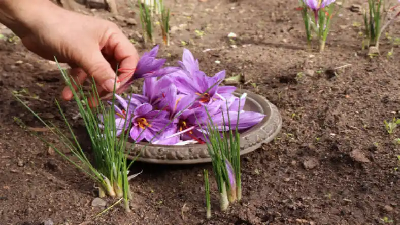 فصل برداشت زعفران در خراسان چه ماهی است