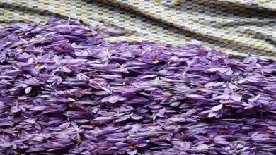 قیمت زعفران امروز نیشابور