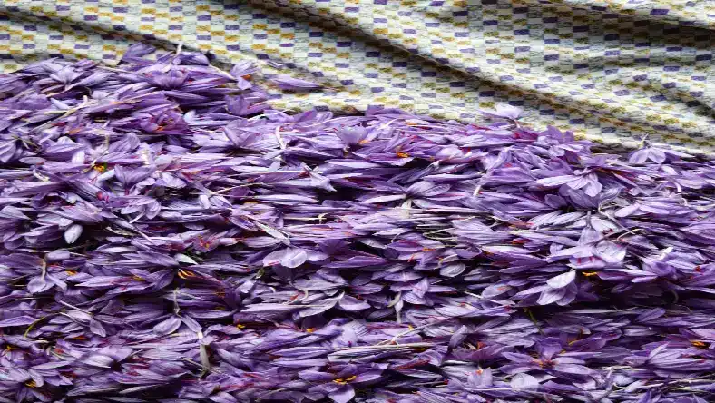 قیمت زعفران امروز نیشابور