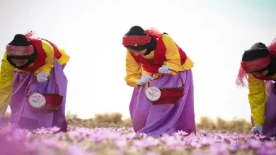 قیمت هر مثقال زعفران مشهد