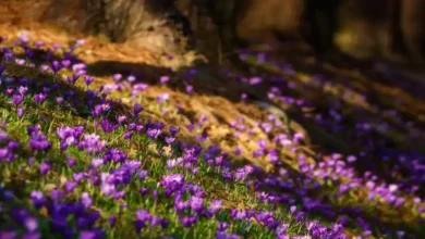 مبارزه با خرگوش در مزارع زعفران