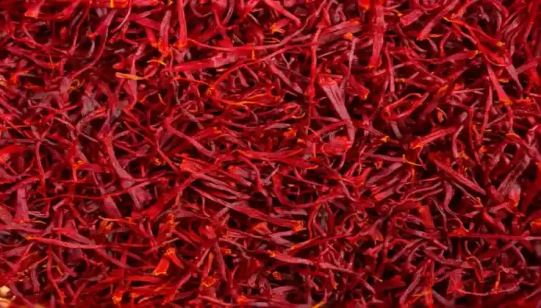 کاشت زعفران در زمین