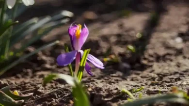 کاشت زعفران در مناطق خشک
