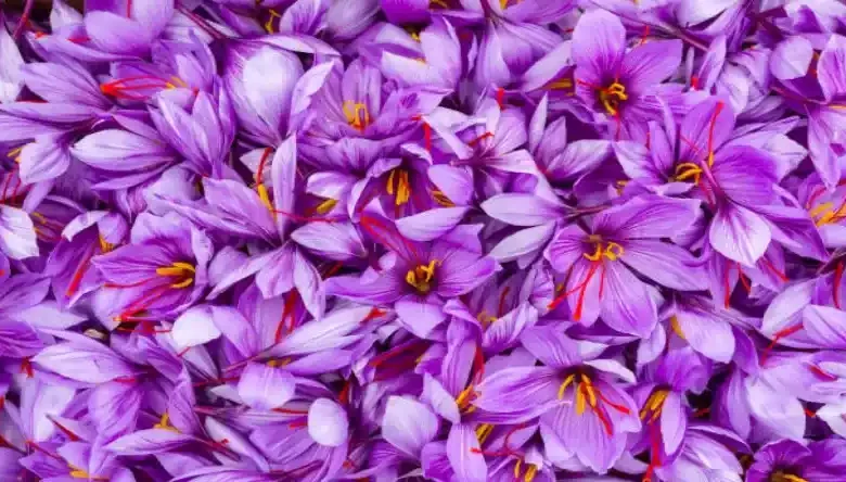 کاشت زعفران در گلدان پلاستیکی