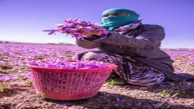 کشت هیدروپونیک زعفران