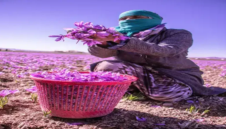 کشت هیدروپونیک زعفران