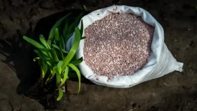 کود 2020 برای زعفران
